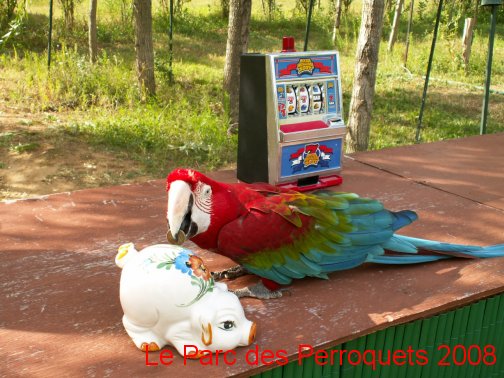 Perroquet ara cloroptère de spectacle