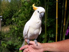 refuges pour perroquets