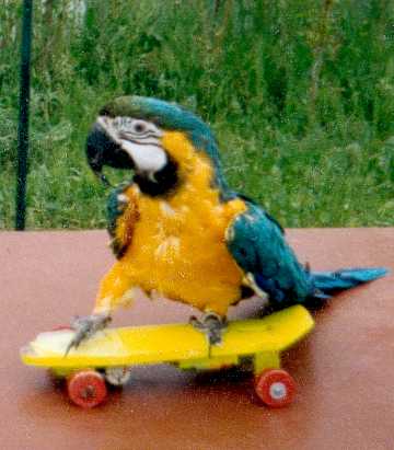 Je suis un as du skate-board depuis 19 ans .
