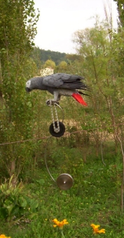 Gris du Gabon sur monocycle sur cable