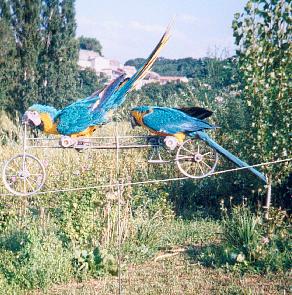 Nous sommes les seuls PERROQUETS à faire du TANDEM en France !!